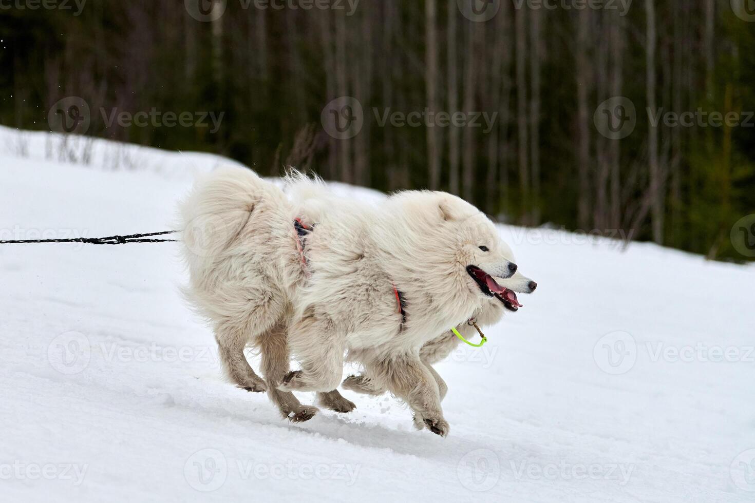 Running Samoyed dog on sled dog racing photo