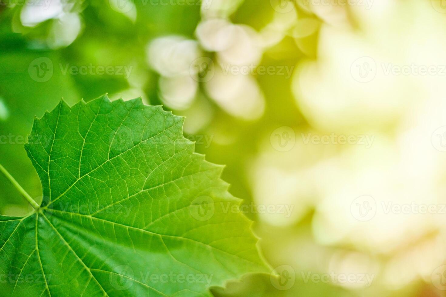 Grape leaves. Green vine leaves at sunny september day in vineyard. Soon autumn harvest of grapes for making wine, jam and juice. photo