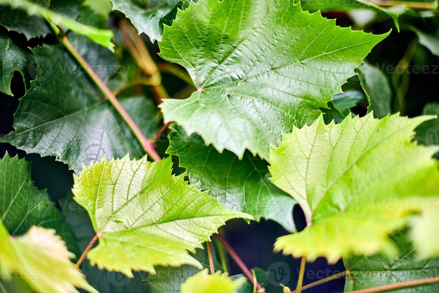 Grape leaves. Green vine leaves at sunny september day in vineyard. Soon autumn harvest of grapes for making wine, jam and juice. photo