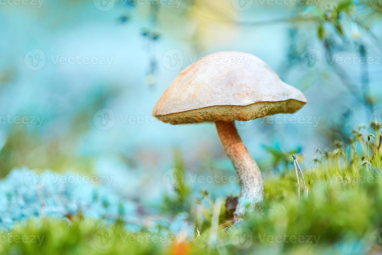 Leccinum versipelle mushroom in moss lichen Cladonia rangiferina. Beautiful orange birch bolete in autumn forest. photo