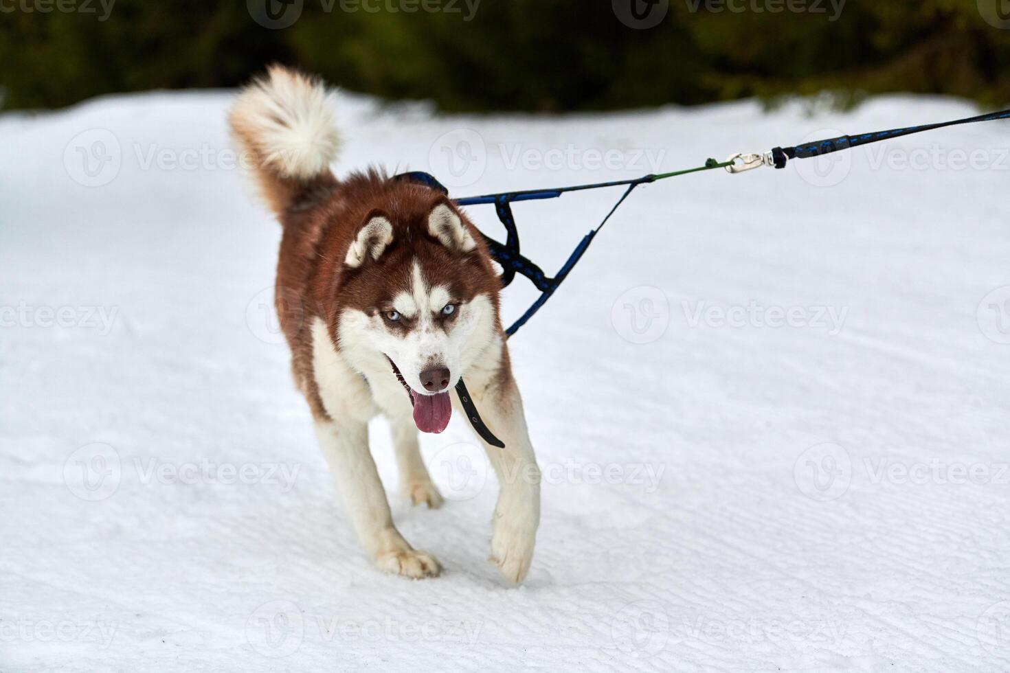 Running Husky dog on sled dog racing photo