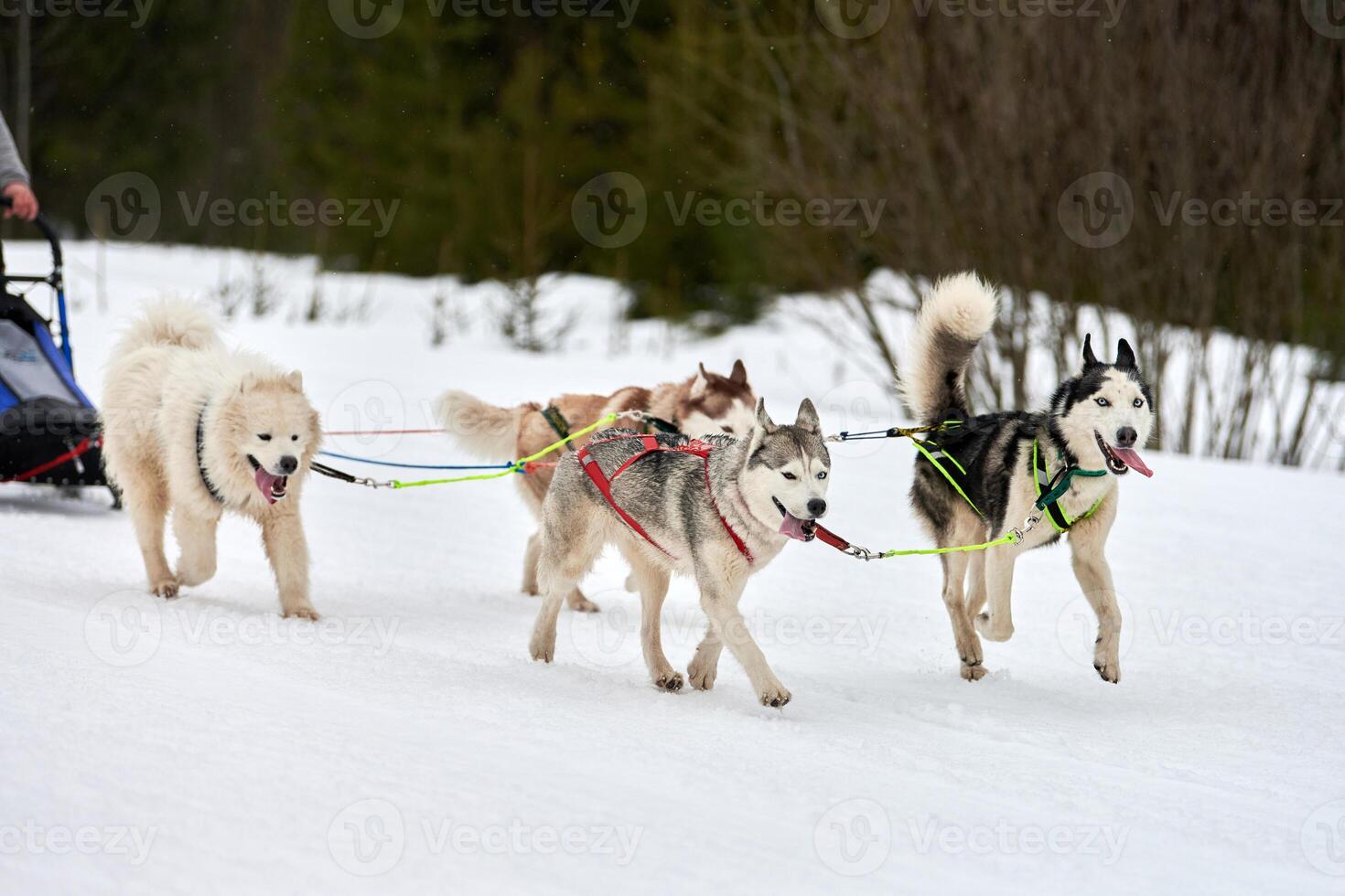 Running Husky dog on sled dog racing photo