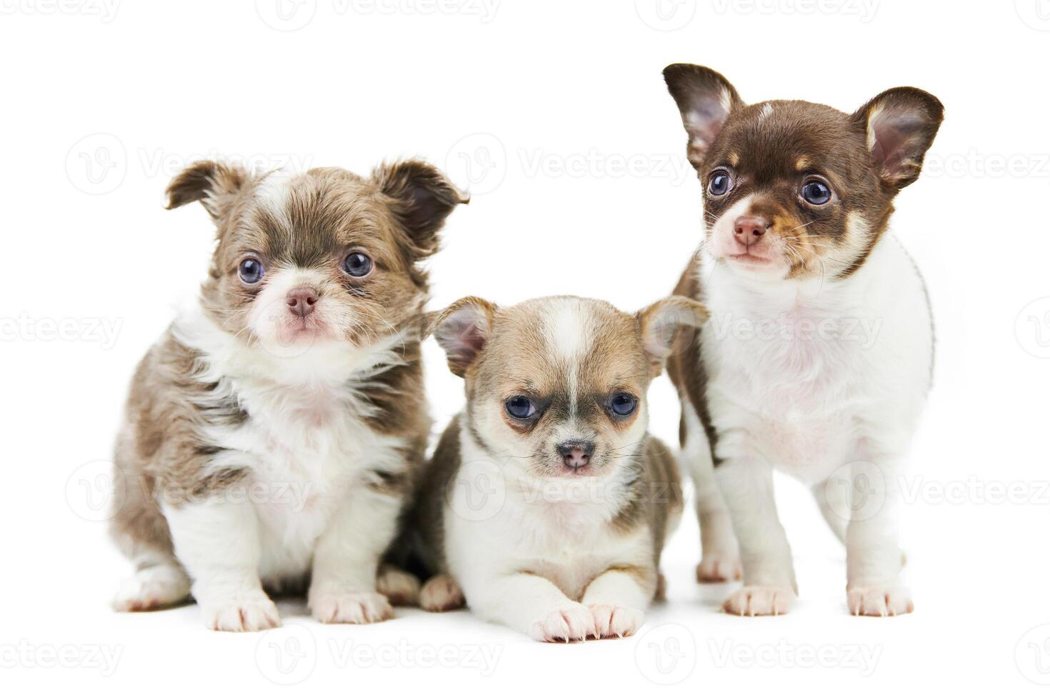 Three Chihuahua puppies, isolated photo