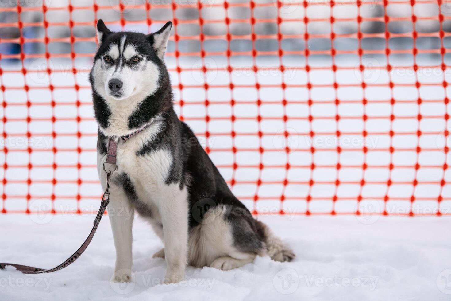 Siberian Husky dog on leash, waiting for sled dog race, orange track fence background. Adult strong pet before sport competition. photo