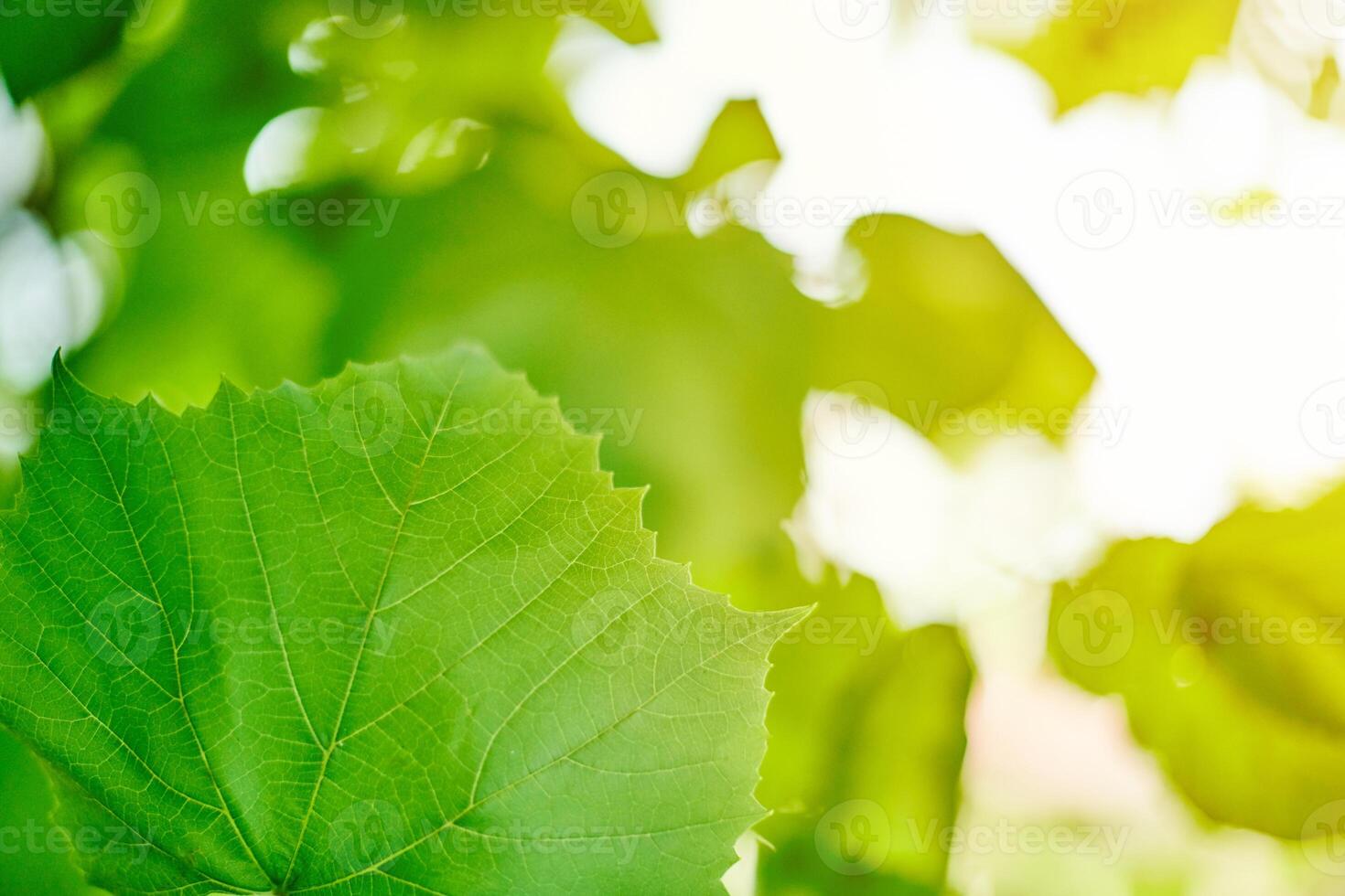 Grape leaves. Green vine leaves at sunny september day in vineyard. Soon autumn harvest of grapes for making wine, jam and juice. photo