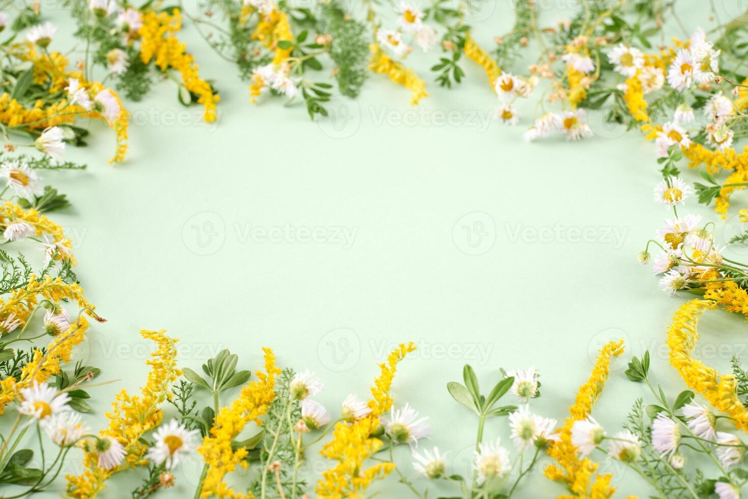 Green grass with little yellow white flowers as oval frame on light green background photo