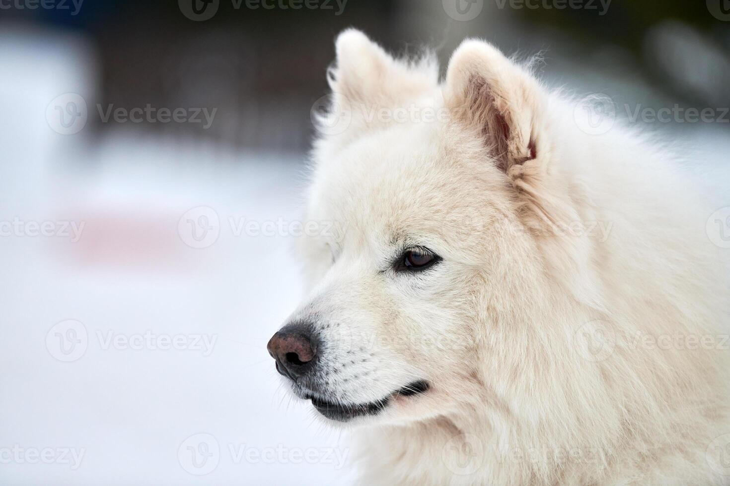 Husky sled dog face, winter background photo