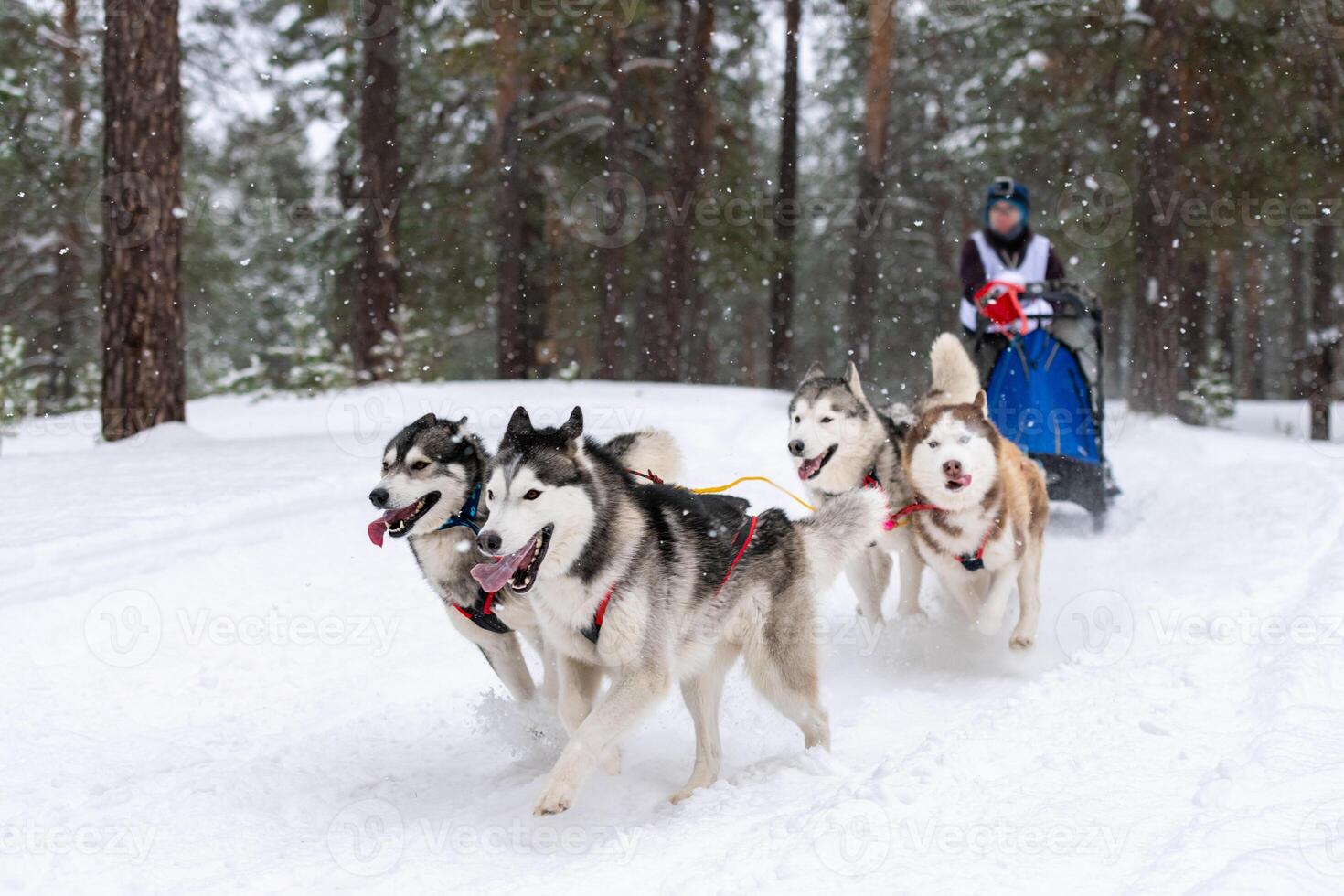 Sled dog racing. Husky sled dogs team pull a sled with dog driver. Winter competition. photo