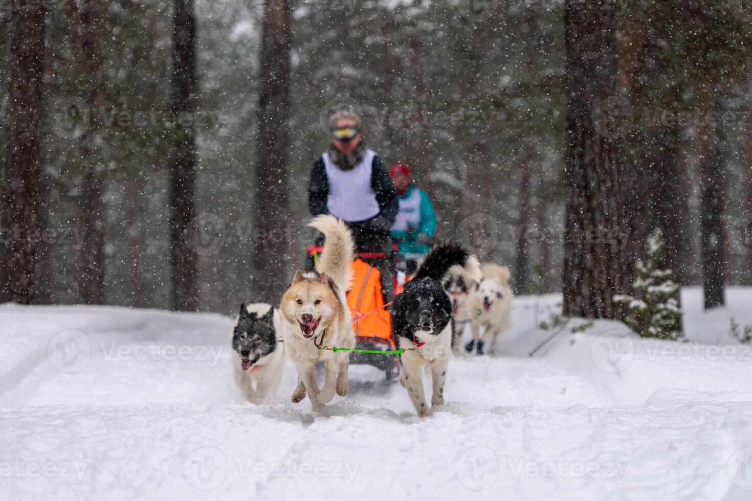 Sled dog racing. Husky sled dogs team pull a sled with dog driver. Winter competition. photo
