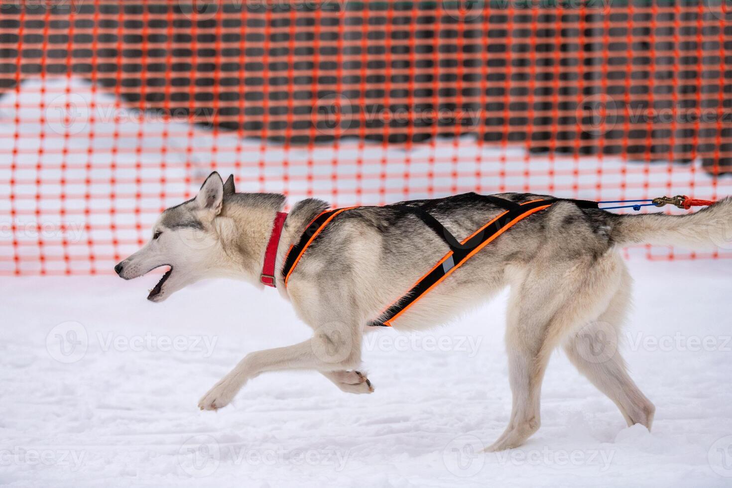 Sled dog racing. Husky sled dogs team in harness run and pull dog driver. Winter sport championship competition. photo