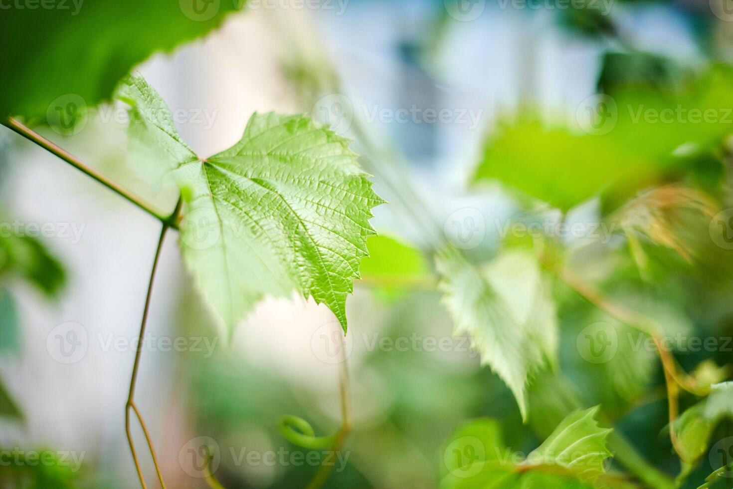Grape leaves. Green vine leaves at sunny september day in vineyard. Soon autumn harvest of grapes for making wine, jam and juice. photo
