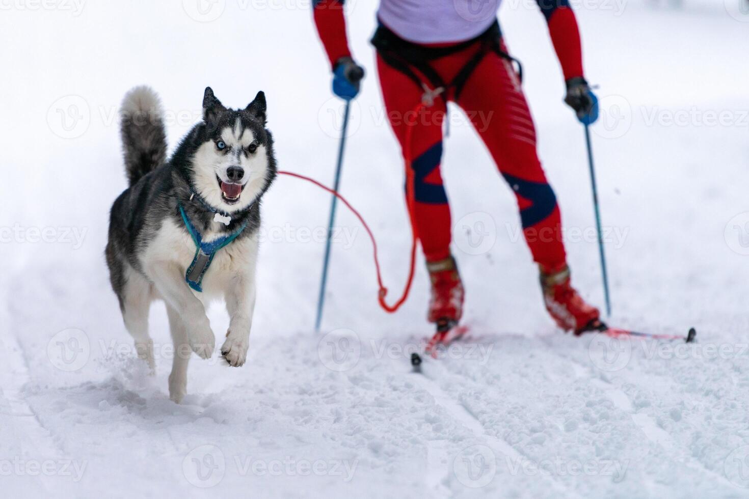 Sled dog skijoring. Husky sled dog pull dog musher. Sport championship competition. photo