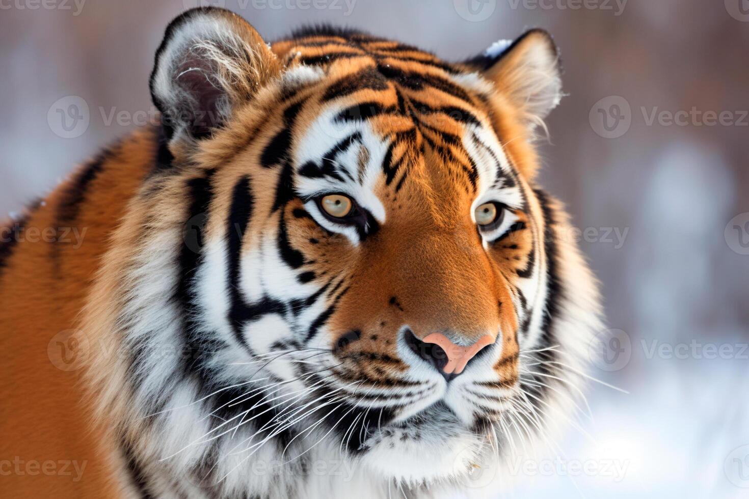 AI generated Amur tiger close-up, portrait, winter photo