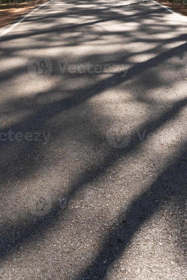 Road with tree shadows. Dark tree abstract shadows with leaves of city asphalt street road into sun light. photo