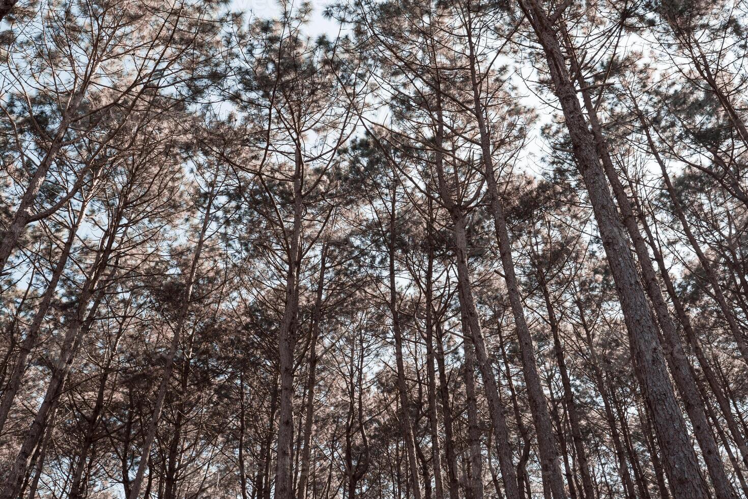Wooded forest trees backlit by golden sunlight before sunset. A beautiful natural forest. Winter travel relax vacation concept. photo
