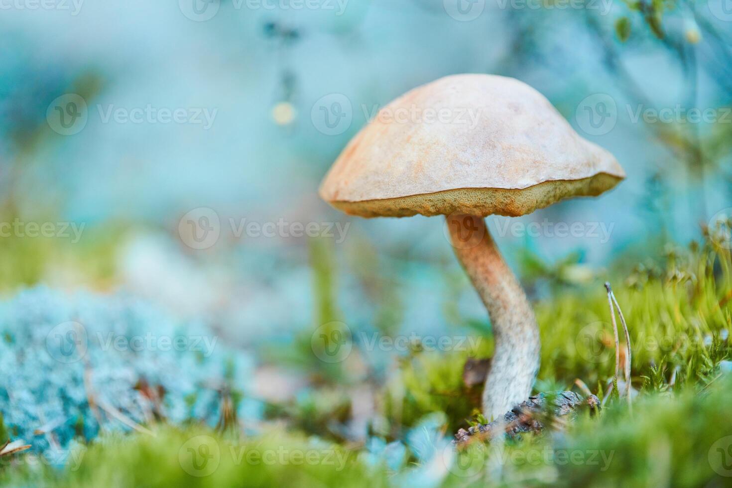 Leccinum versipelle mushroom in moss lichen Cladonia rangiferina. Beautiful orange birch bolete in autumn forest. photo