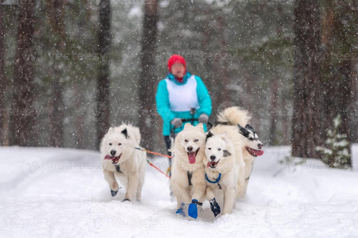 trineo perro carreras. Samoyedo trineo perros equipo Halar un trineo con perro conductor. invierno competencia. foto