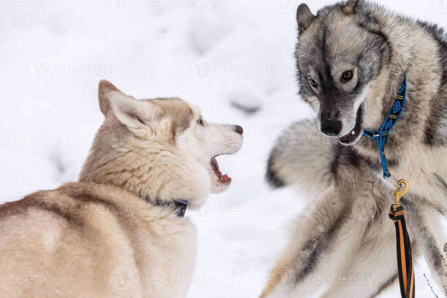 Husky dogs bark, bite and play in snow. Funny sled dogs winter play. Aggressive siberian husky grin. photo