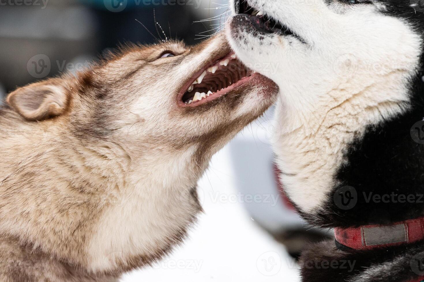 los perros husky ladran, muerden y juegan en la nieve. divertido juego de invierno de perros de trineo. sonrisa agresiva del husky siberiano. foto