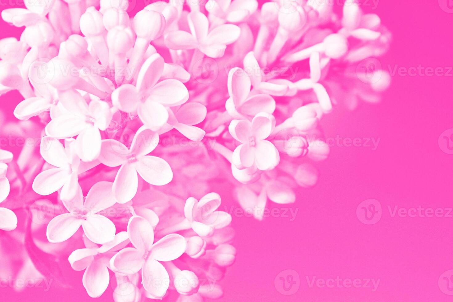 Tinted photo. Monochrome. Bright and colorful flowers lilac photo