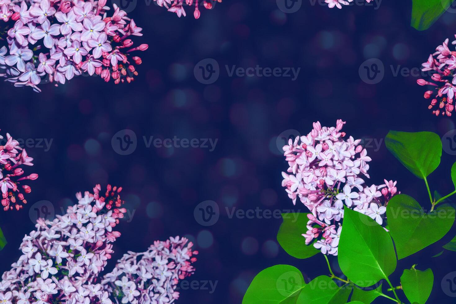 Bright and colorful flowers lilac photo