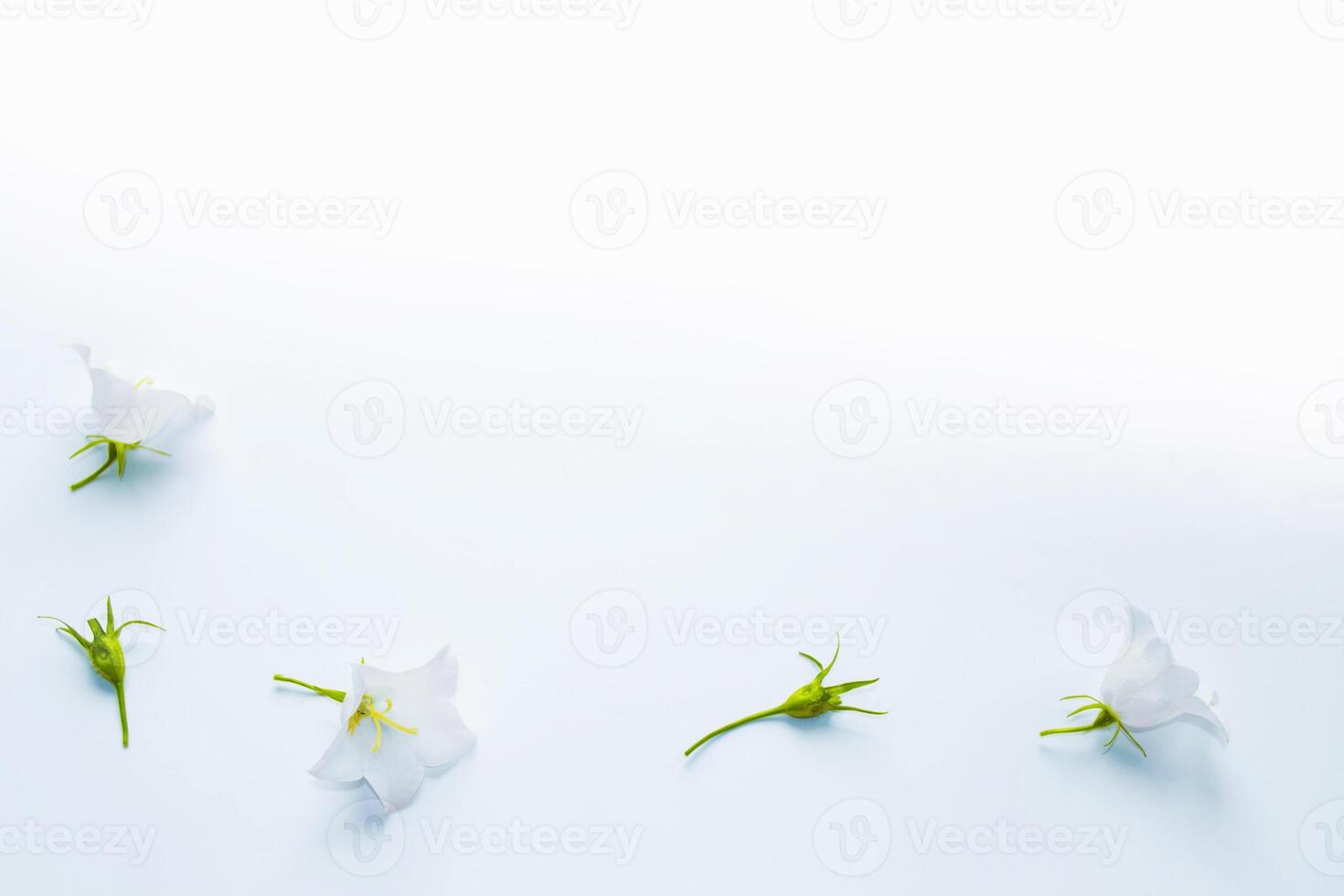Delicate natural floral background. bellflower flower in nature closeup with soft focus. photo