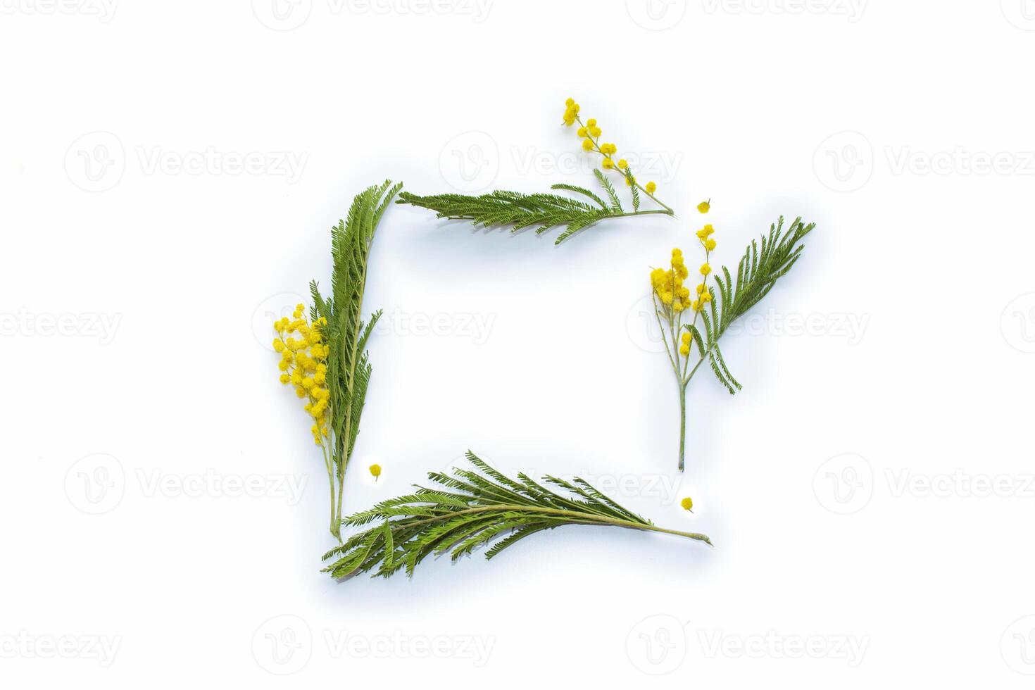 composition. Bush of yellow spring flowers mimosa isolated on white background. photo