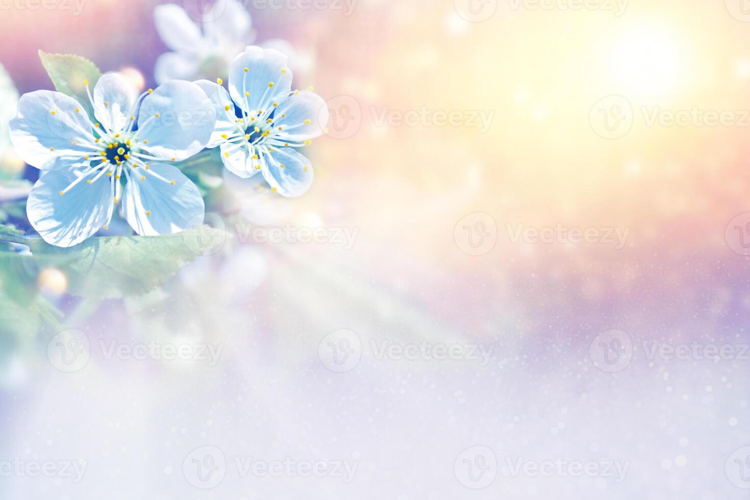 natural floral background. Blossoming branch cherry. Bright colorful spring flowers photo