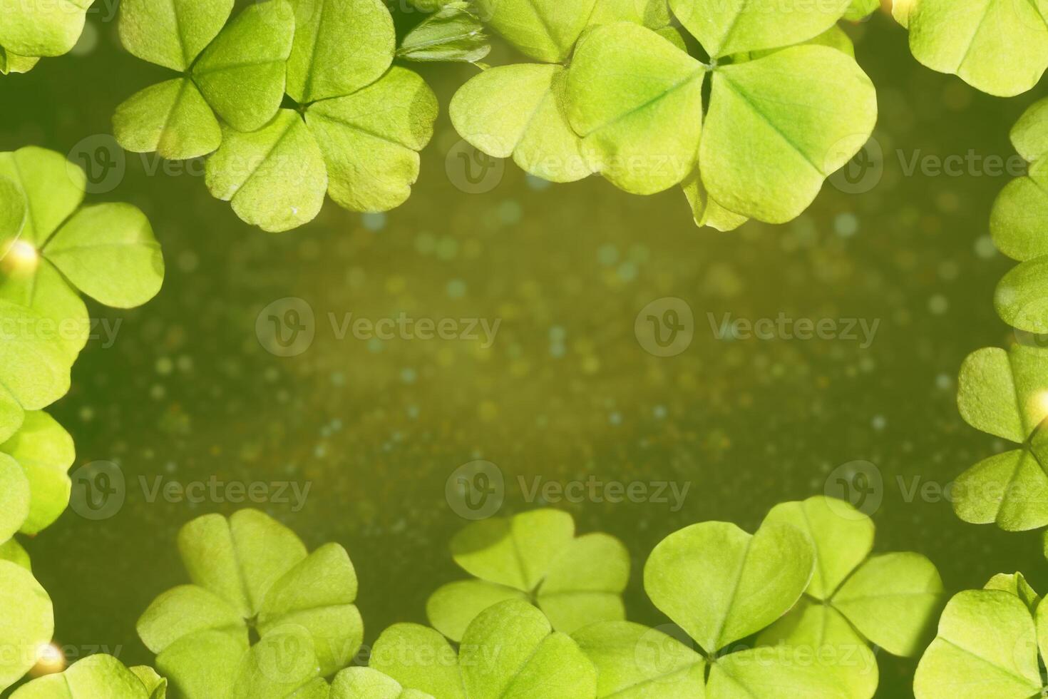 green clover leaves. natural background. photo