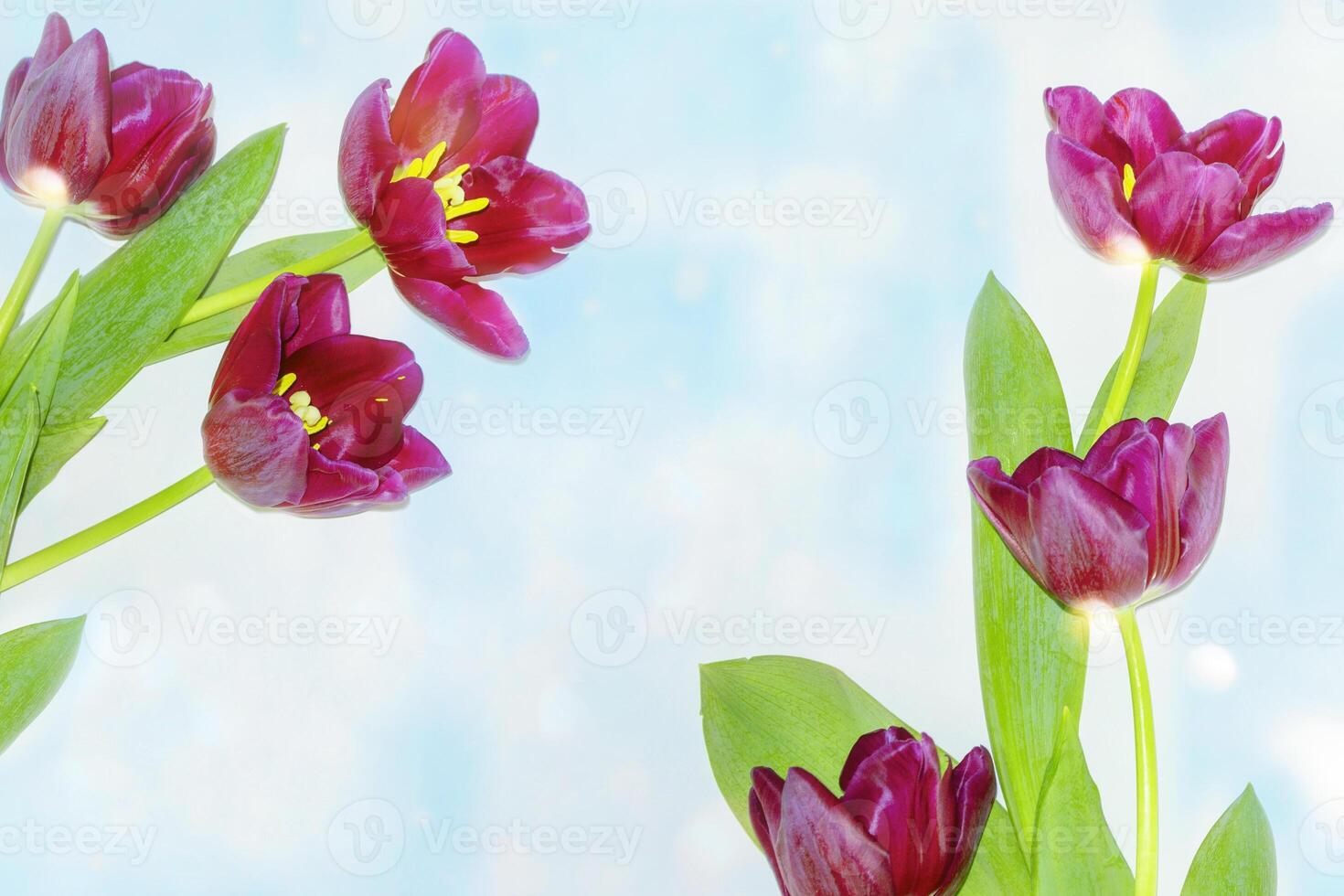 Beautiful tulip flowers on colorful background photo
