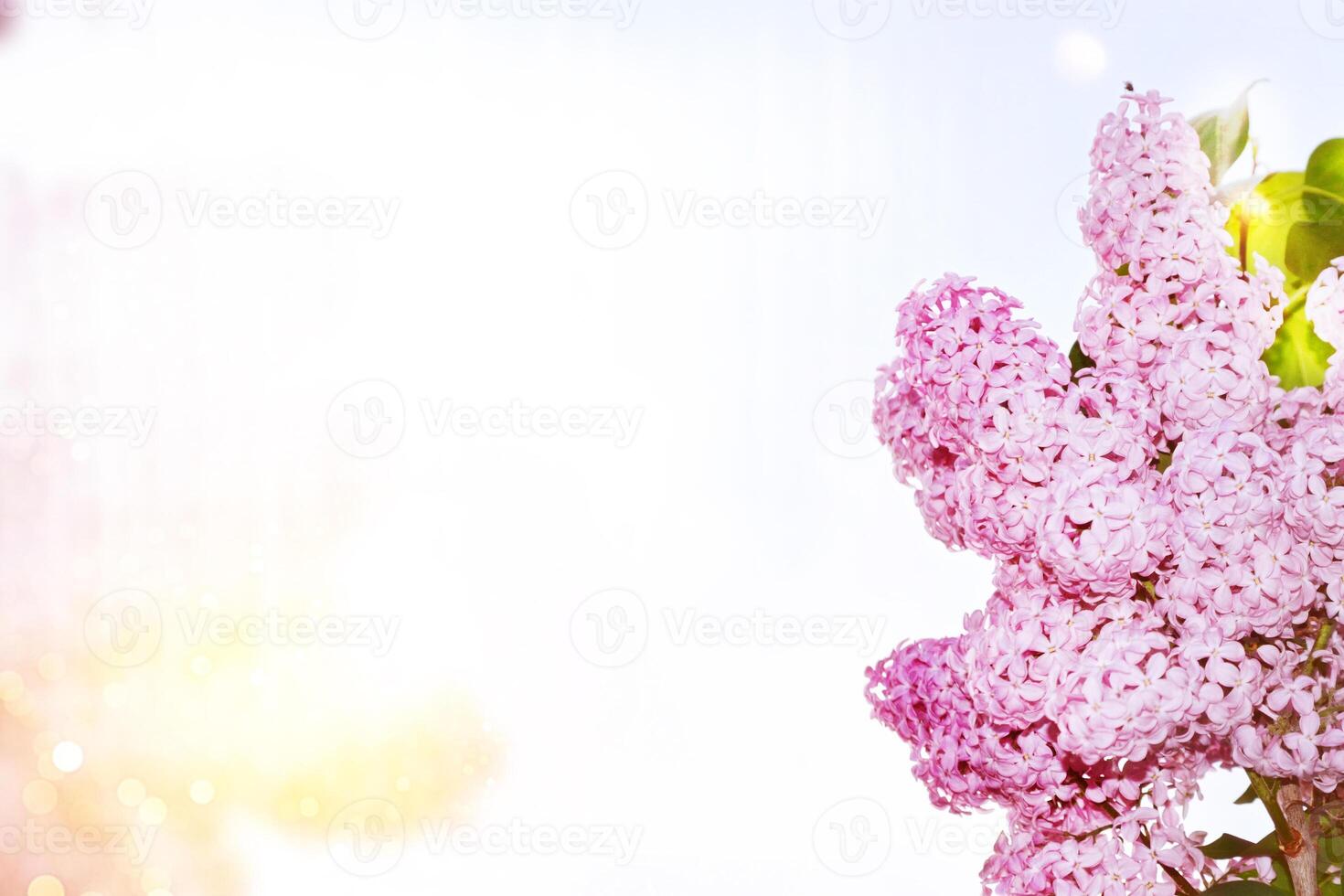 Bright and colorful flowers lilac photo