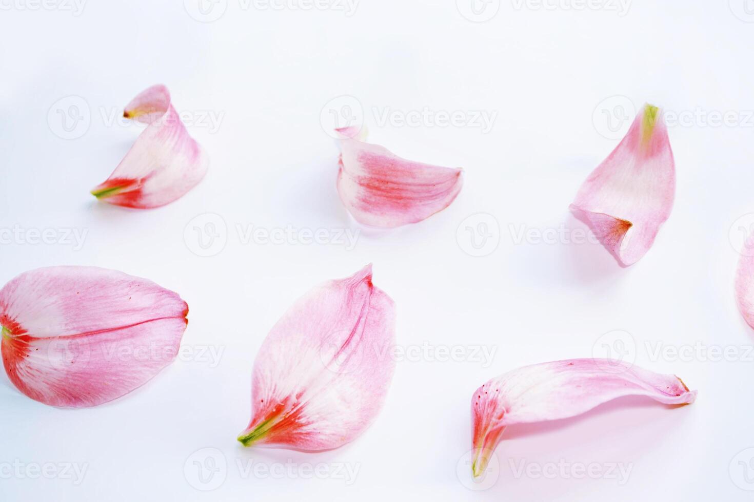 Petals pink lilies. Natural floral background. Blurred. photo