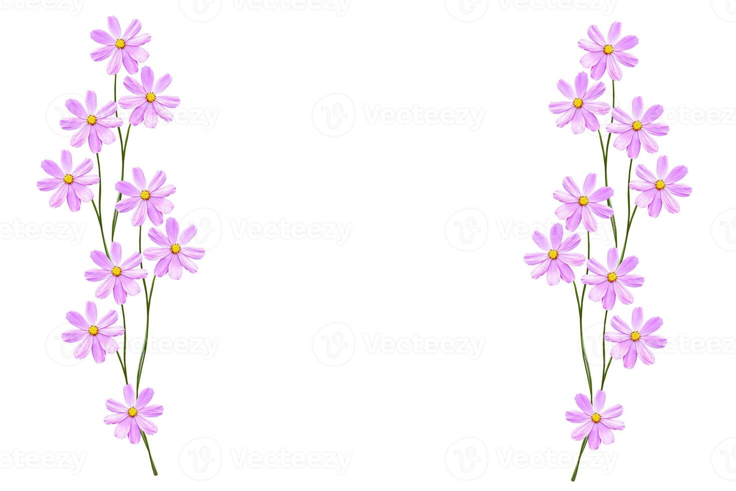 Bright colorful cosmos flowers isolated on white background. photo