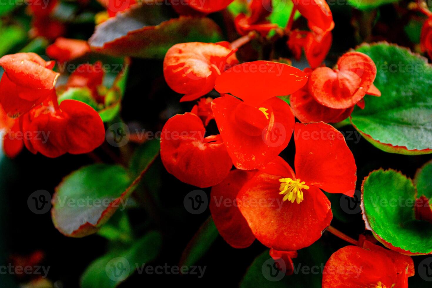 Begonia. Natural floral background. Bright flowers. Nature. photo