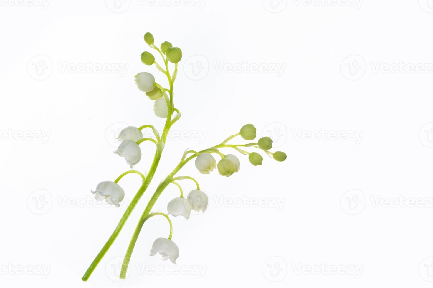 White flowers of lily of the valley. Convallaria majalis, isolated on white background. photo