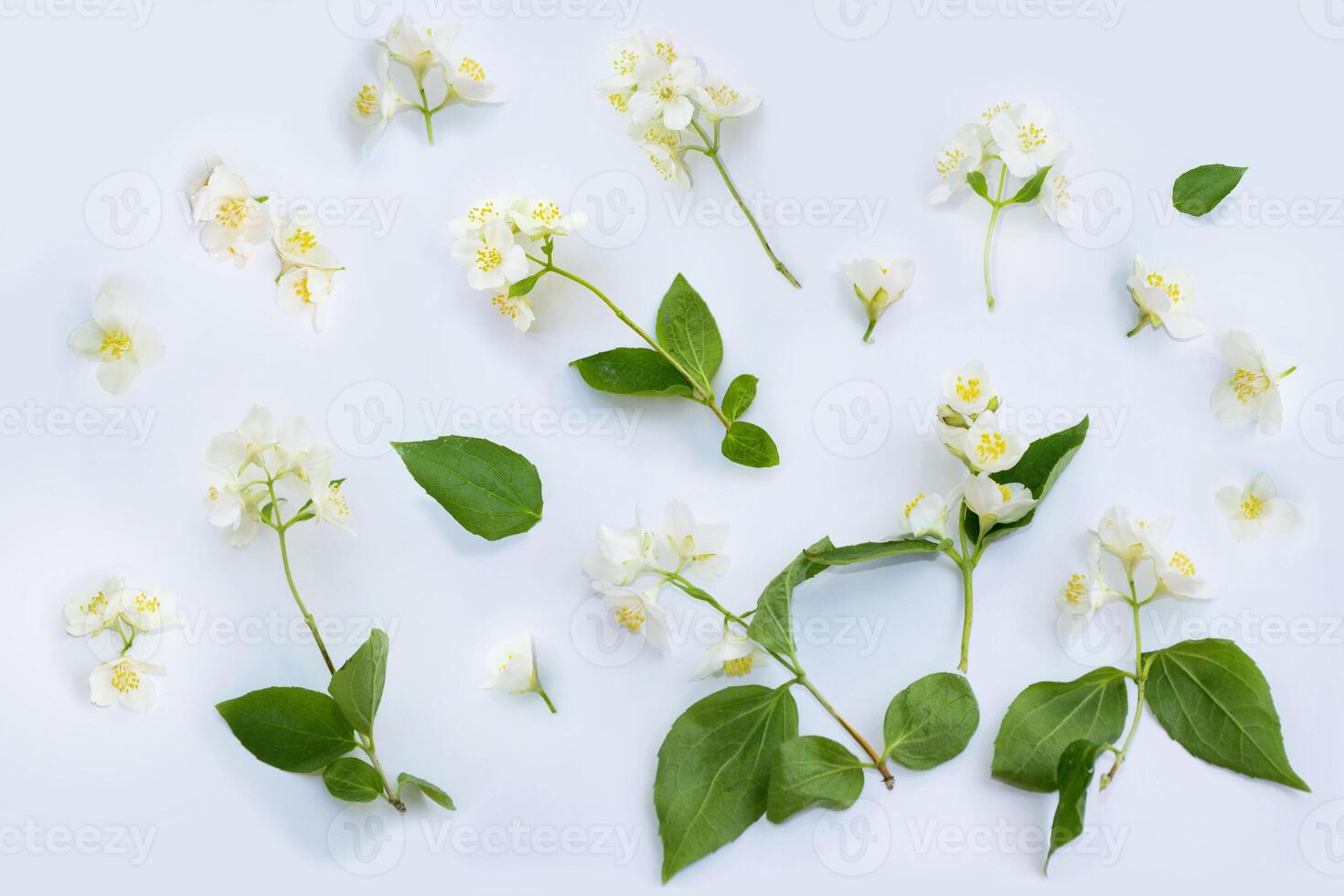White Jasmine flowers pattern top view, flat lay. delicate spring flowers. photo