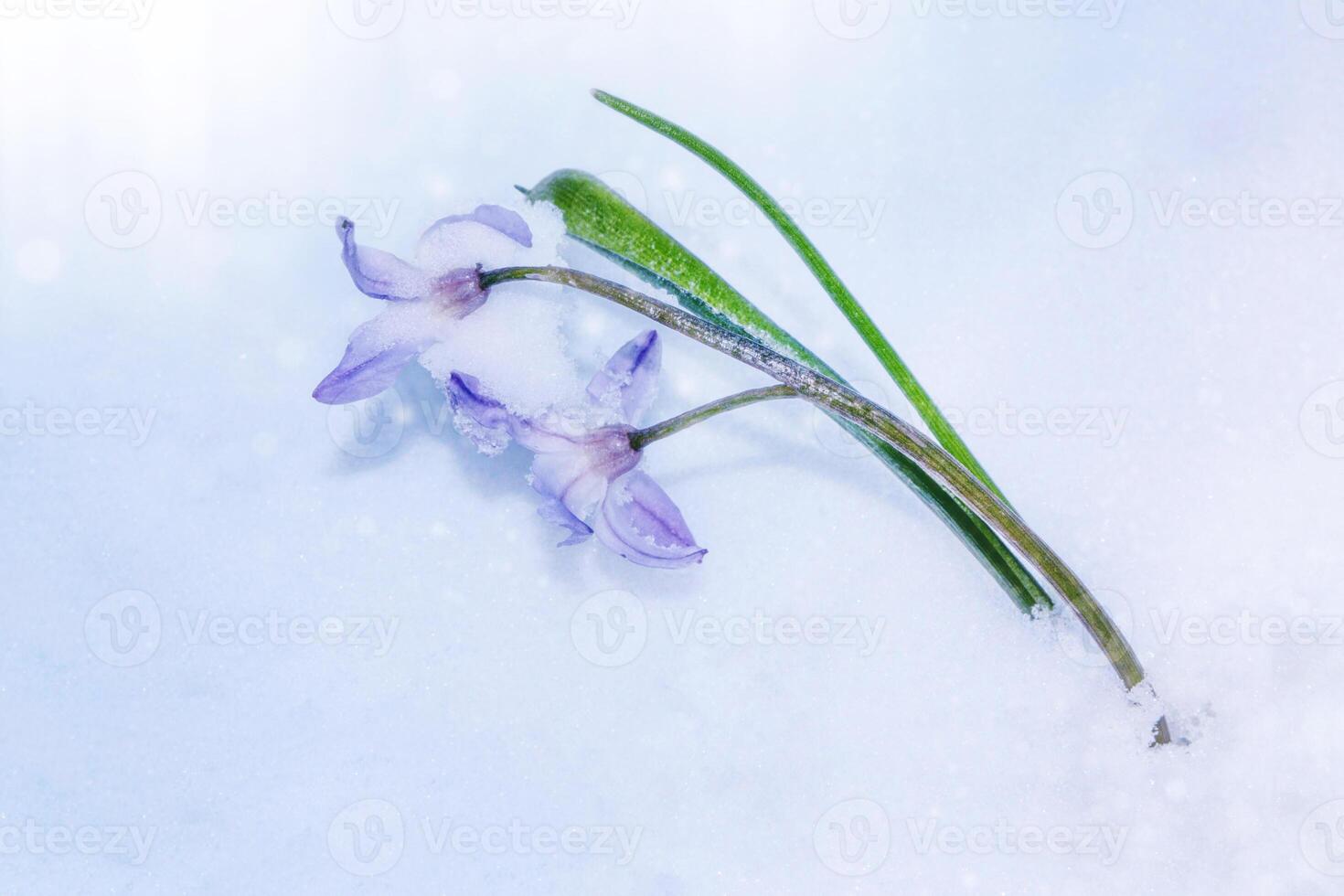 snowdrop flower growing in snow in early spring forest photo