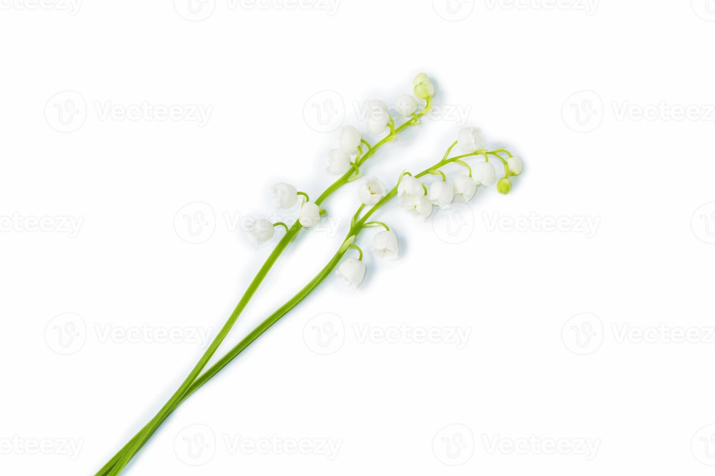 White flowers of lily of the valley. Convallaria majalis, isolated on white background. photo