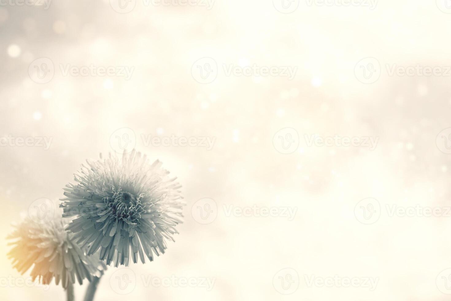 Fluffy dandelion flower against the background of the summer landscape. photo