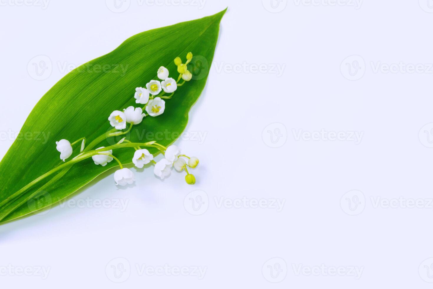 flowers lily of the valley on a light background. photo