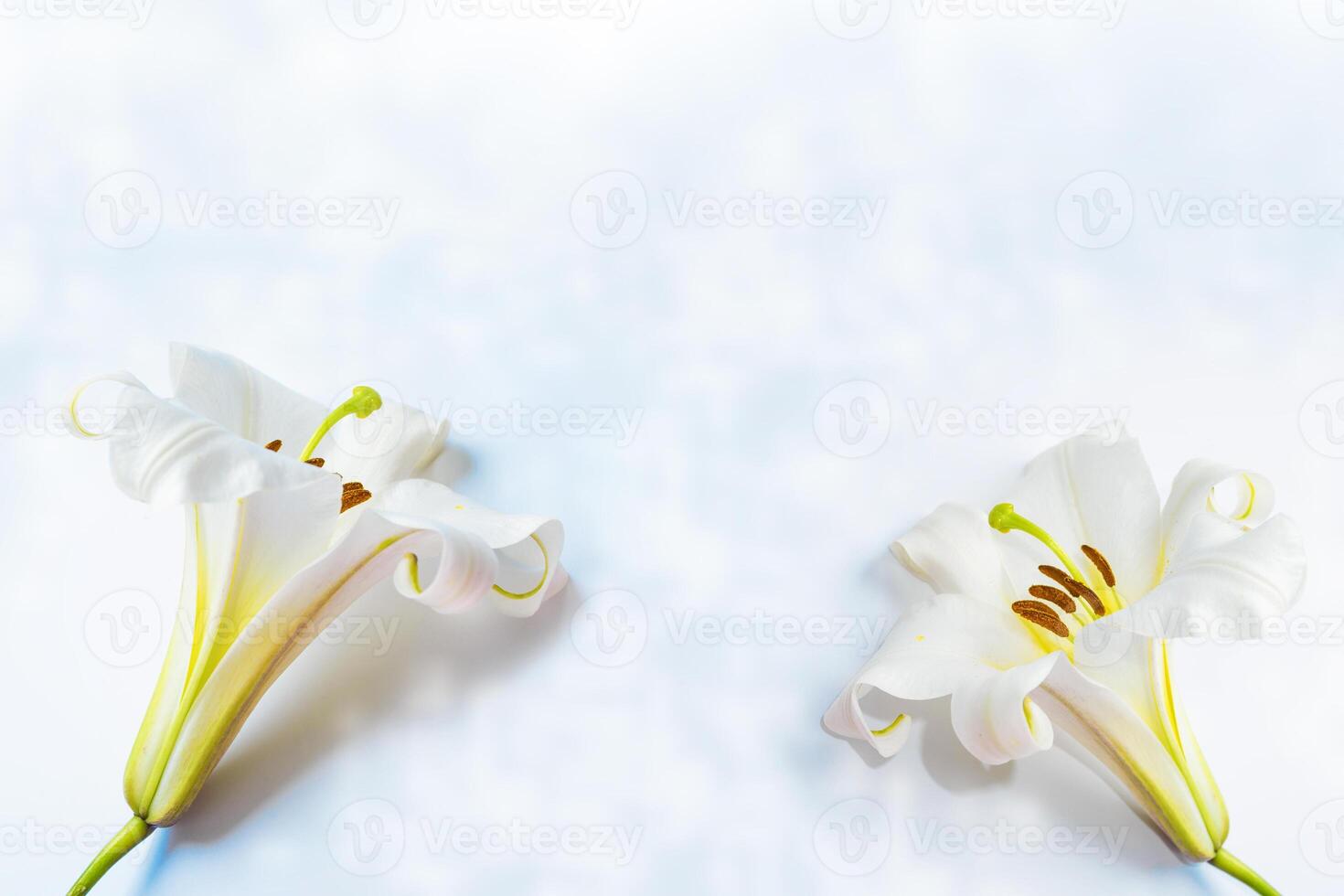 Greeting card. Beautiful spring flower white lily closeup on a light background. photo