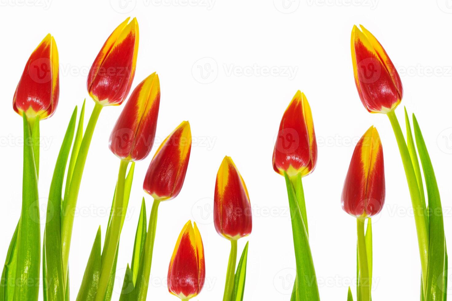 spring colorful flowers tulips. floral collection. photo