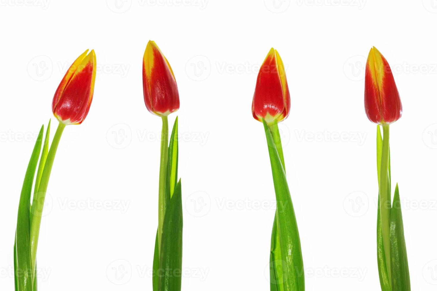 spring colorful flowers tulips. floral collection. photo