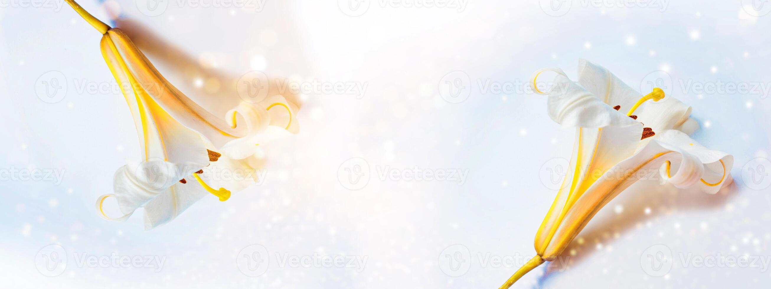 Greeting card. Beautiful spring flower white lily closeup on a light background. photo