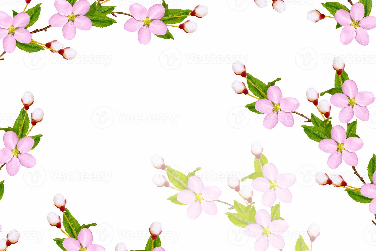 Delicate natural floral background. Flowering branch of apple isolated on a white background. photo