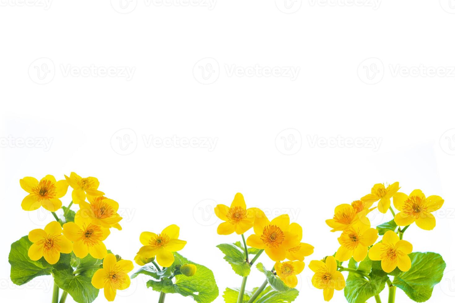 Yellow flowers of marsh marigold. Delicate natural floral background. photo