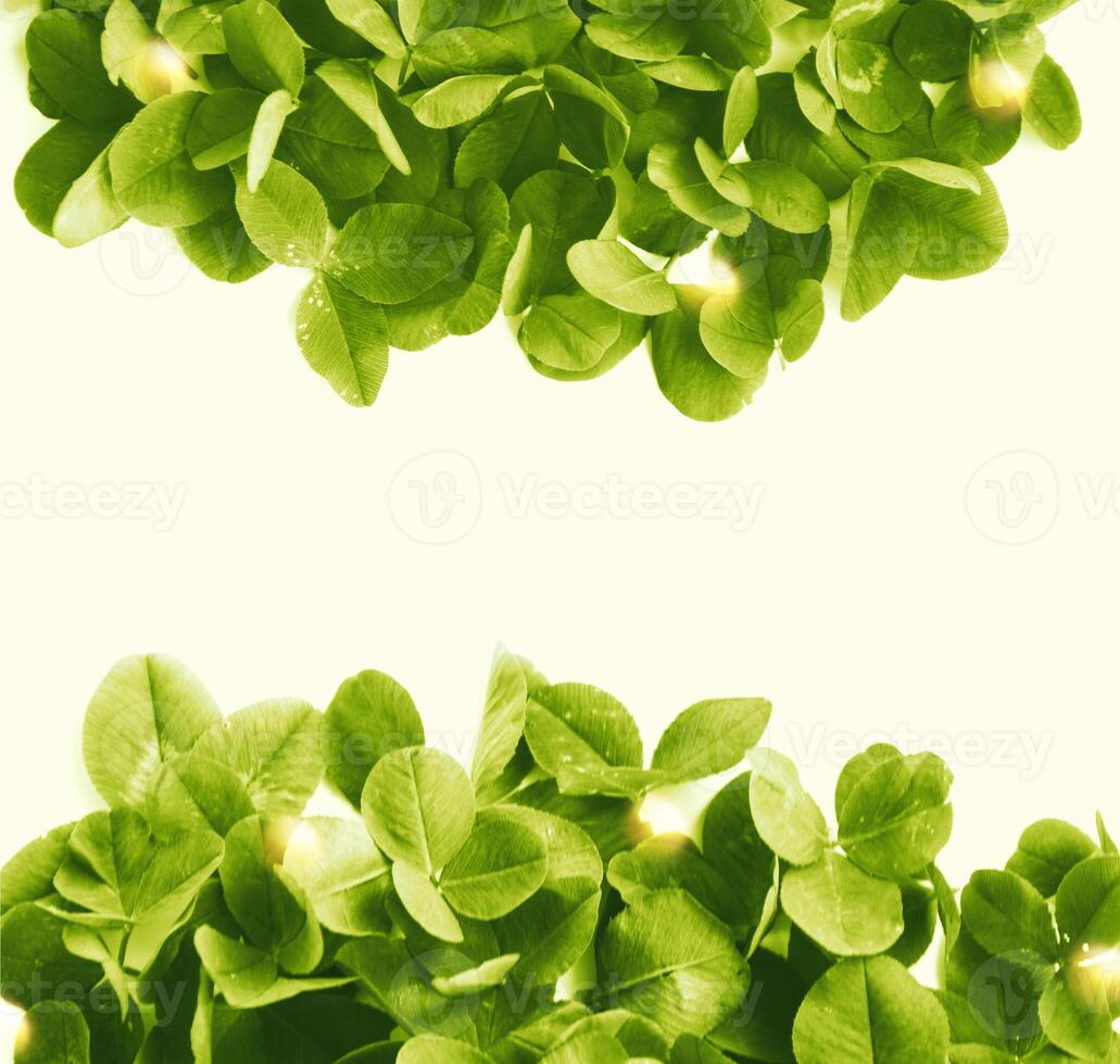 green clover leaves isolated on white background. St.Patrick 's Day photo