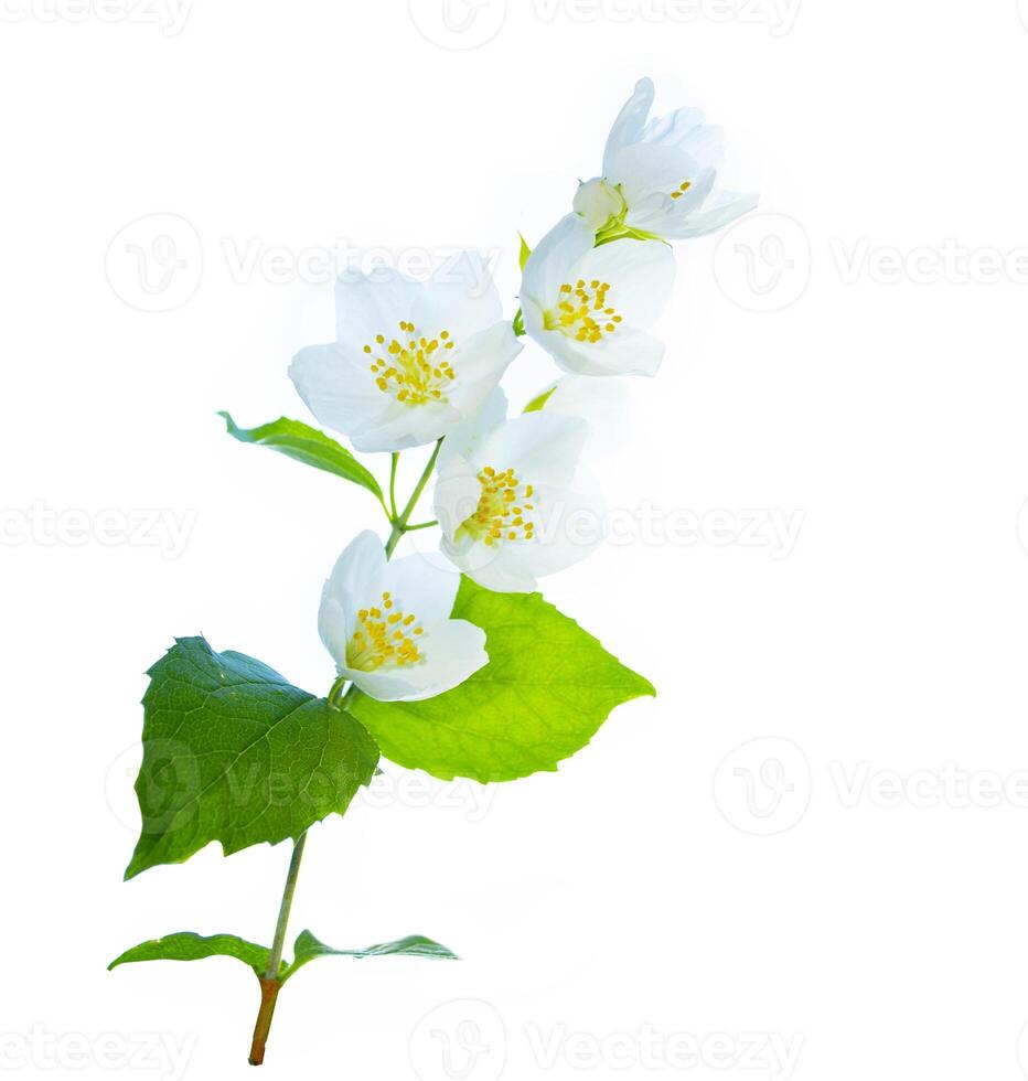 branch of jasmine flowers isolated on white background. photo