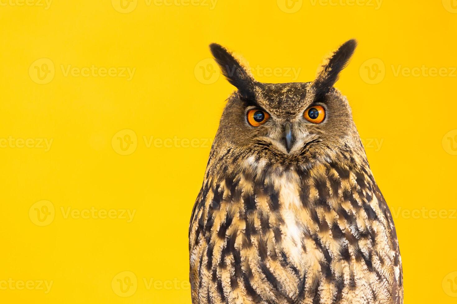 Owl closeup looking at the camera. One animal, nobody, concept for wildness and wildlife. photo