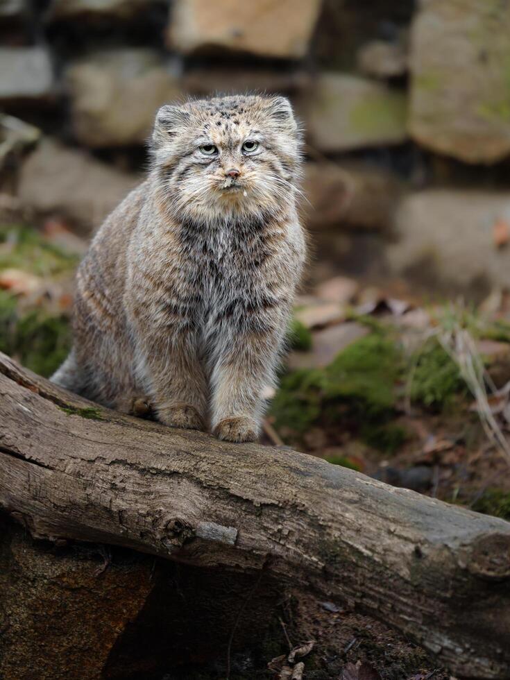 retrato de manul en zoo foto